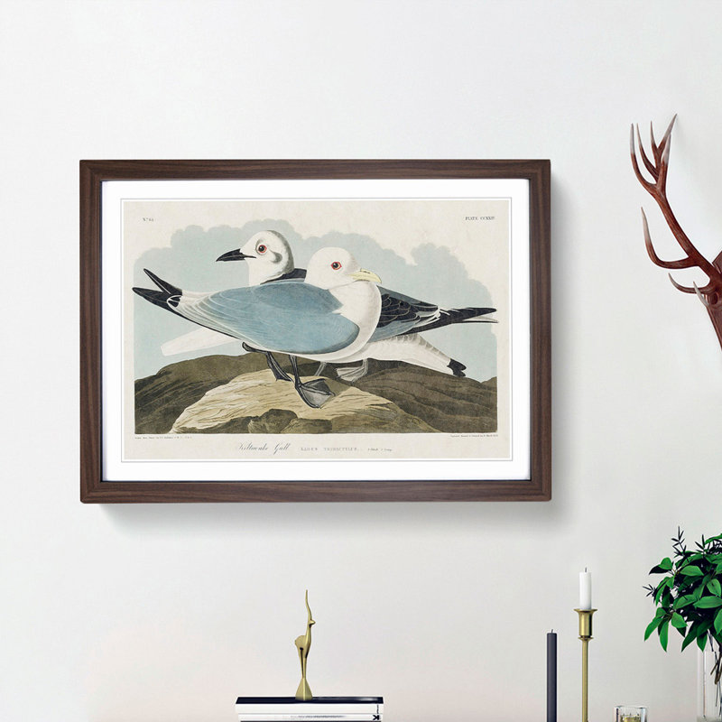 Two Kittiwake Gulls by John James Audubon - Picture Frame Painting Print, 27cm H x 36cm W x 2cm D, Walnut Framed