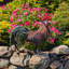 Statue de coq Azhan