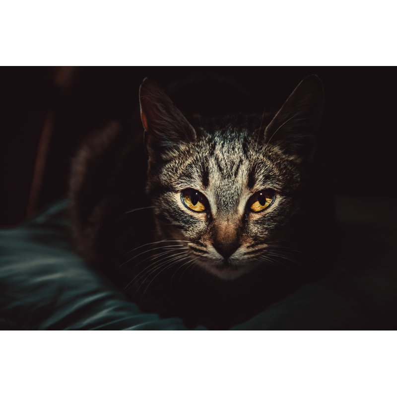 Portrait Of Cat - Wrapped Canvas Print, 30cm H x 46cm W x 3.8cm D