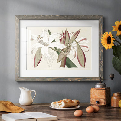 " Amaryllis Varietals II "
