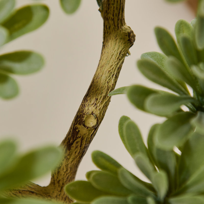38cm Plant