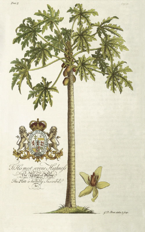 Papaya Tree Print by Porter Design, 60" H x 40" W x 1.5" D, Plexi