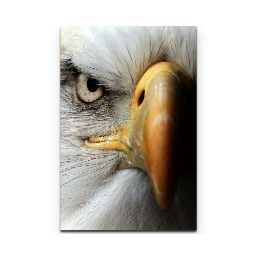 Leinwandbild Portrait eines Weißkopfseeadler