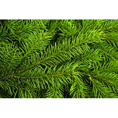 Christmas Tree - Wrapped Canvas Print