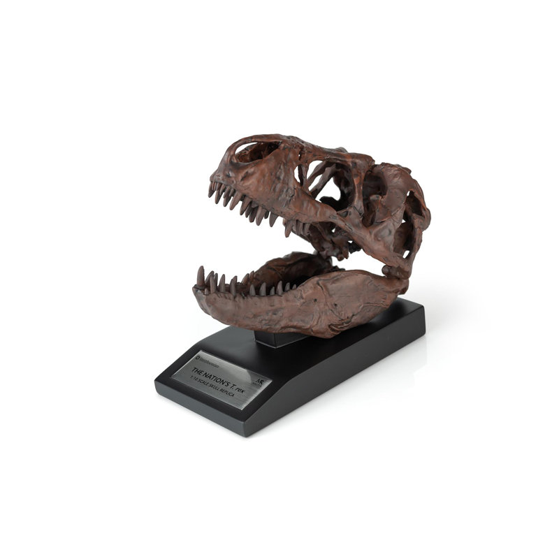 Statue tête de mort Haim T-rex