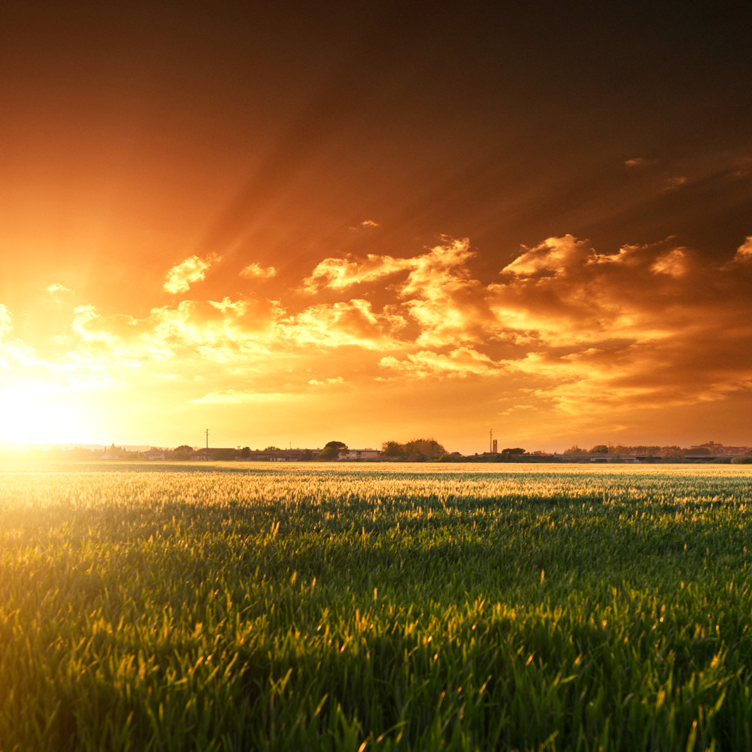 Sommerliche Weizenernte bei Sonnenuntergang von Franckreporter - Drucken