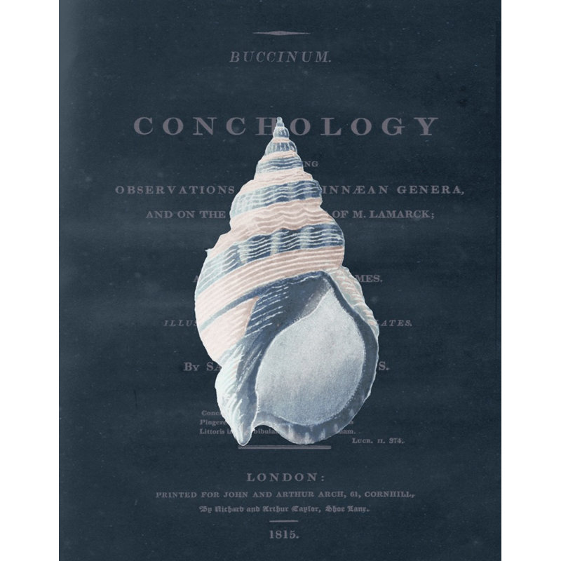Conchology Buccinum Print by Porter Design
