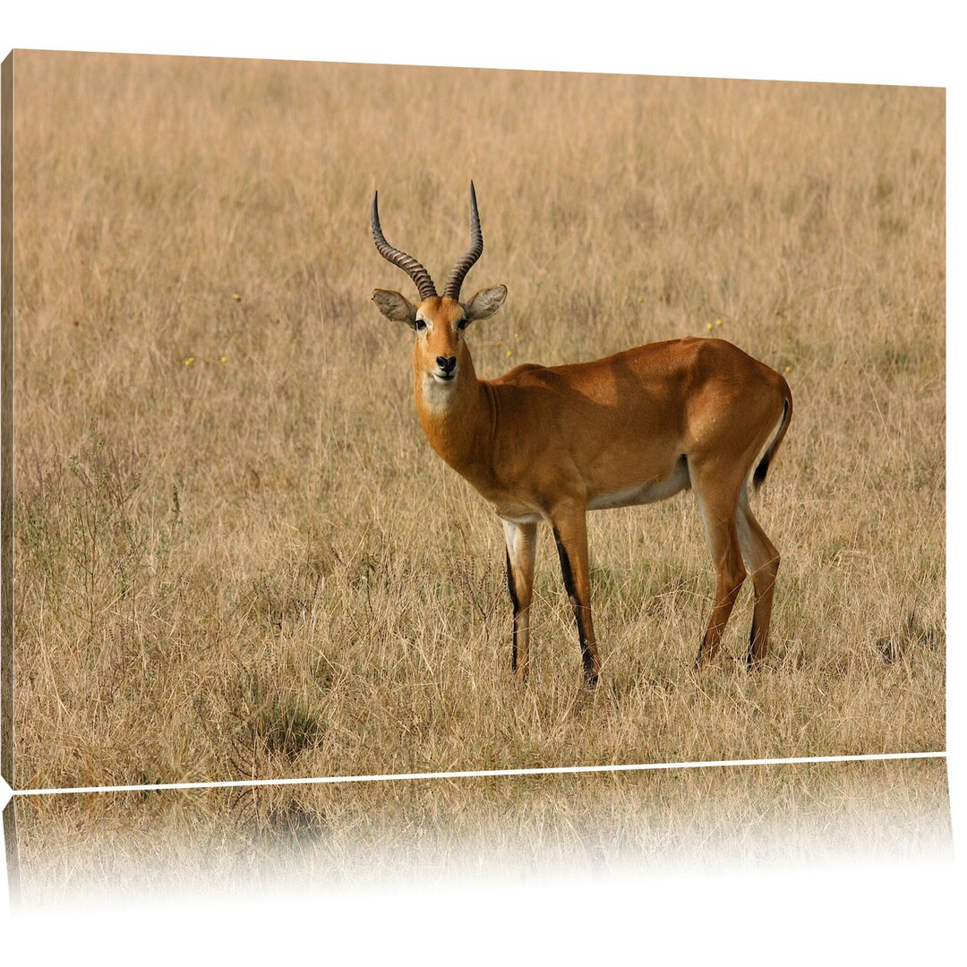 Leinwandbild Dorkasgazelle im trockenen Gras