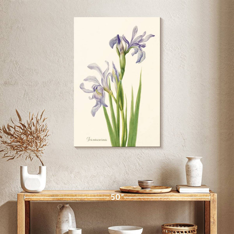 Iris Missouriensis, 36" H x 24" W