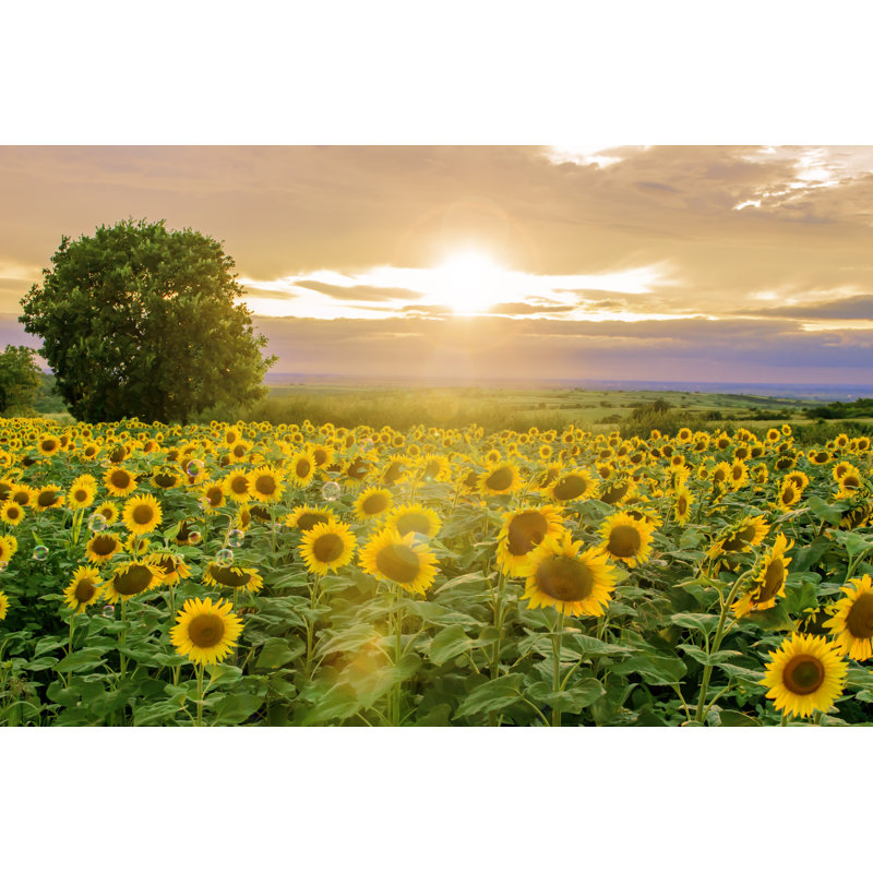 Sunflowers by Milja - Wrapped Canvas Print, 30cm H x 46cm W x 3.8cm D