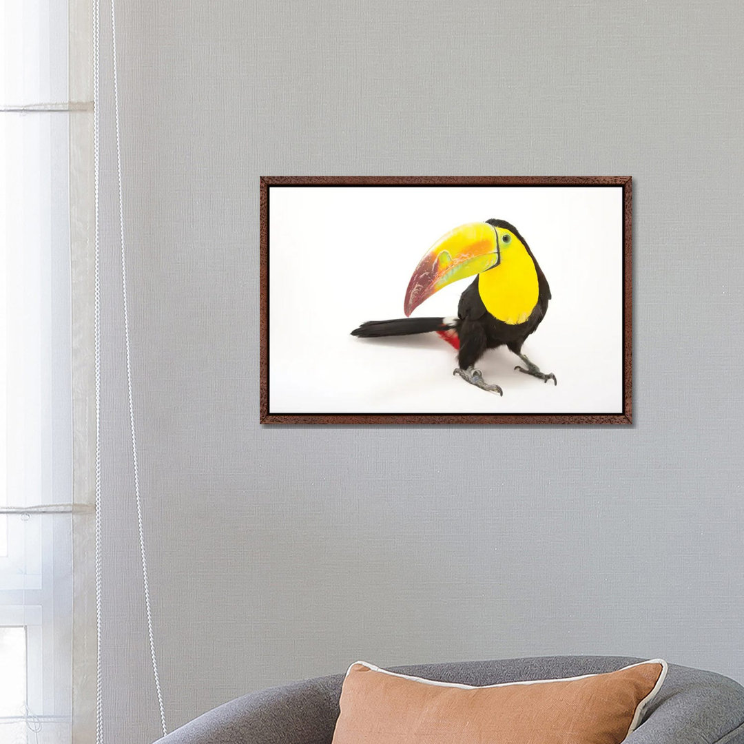 A Keel-Billed Toucan At Tracy Aviary von Joel Sartore - Gallery-Wrapped Canvas Giclée on Canvas