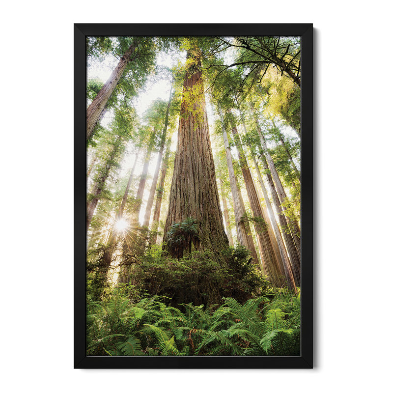 «Redwood Forest», affiche encadrée par Stefan Hefele, H 32 po x l 24 po