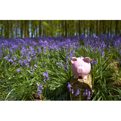 Piggy Bank Amongst the Bluebells by Simonbradfield