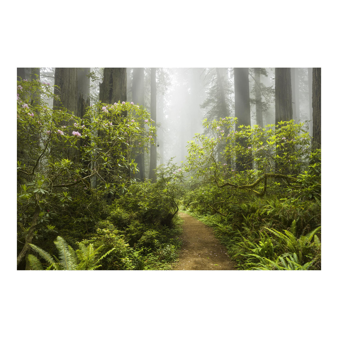 Foggy Forest Path 1.9m x 2.88m Textured Matt Peel & Stick Wall Mural