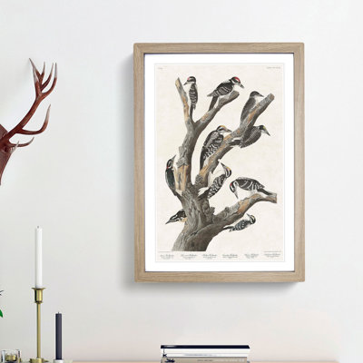Woodpeckers by John James Audubon - Framed Print