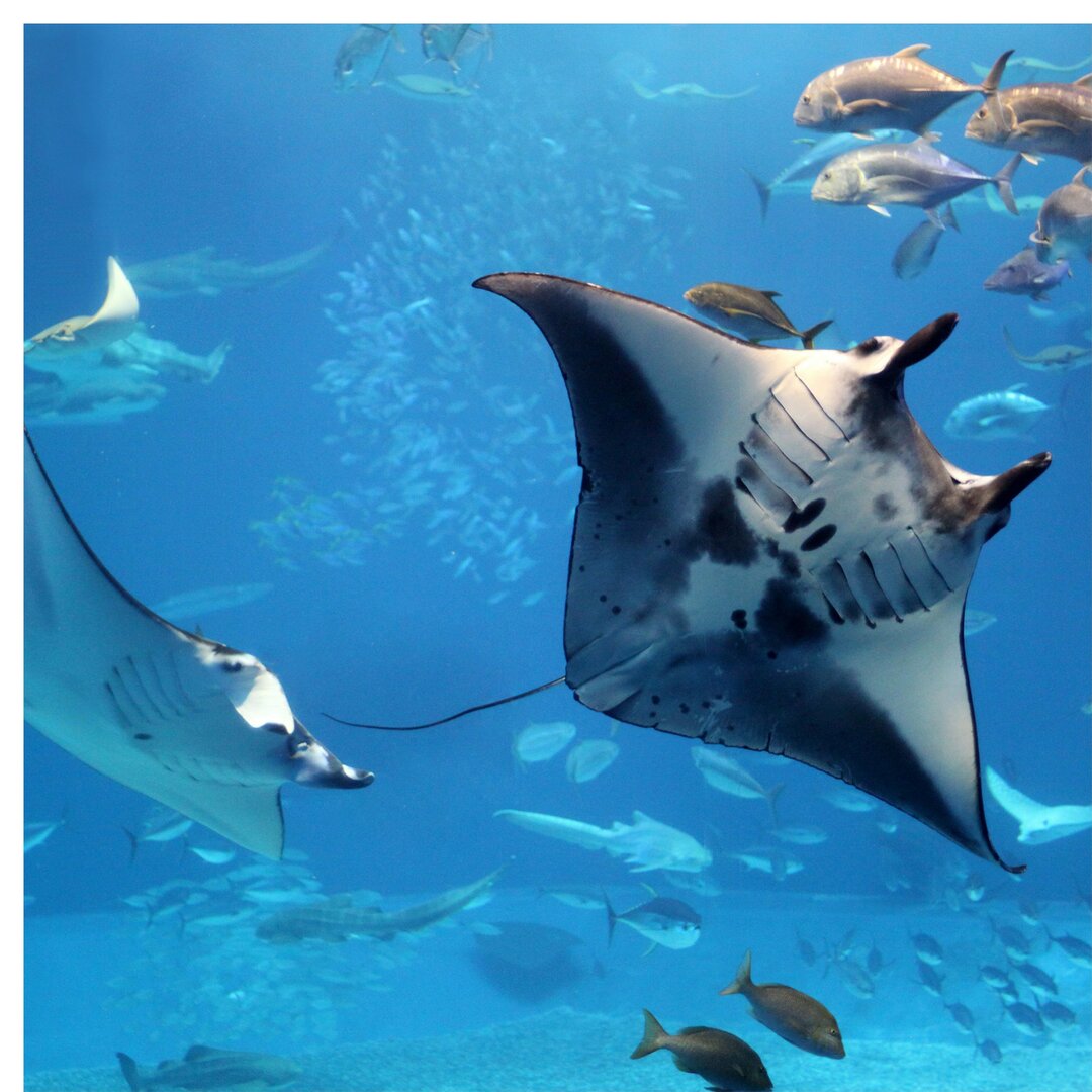 Strukturierte Tapete Underwater Manta Ray