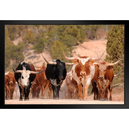 Latitude Run® Herd Of Texas Longhorn Cattle In Southern Utah Mountains ...