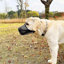 Wireless Electric Dog Fence-98664283-98664284