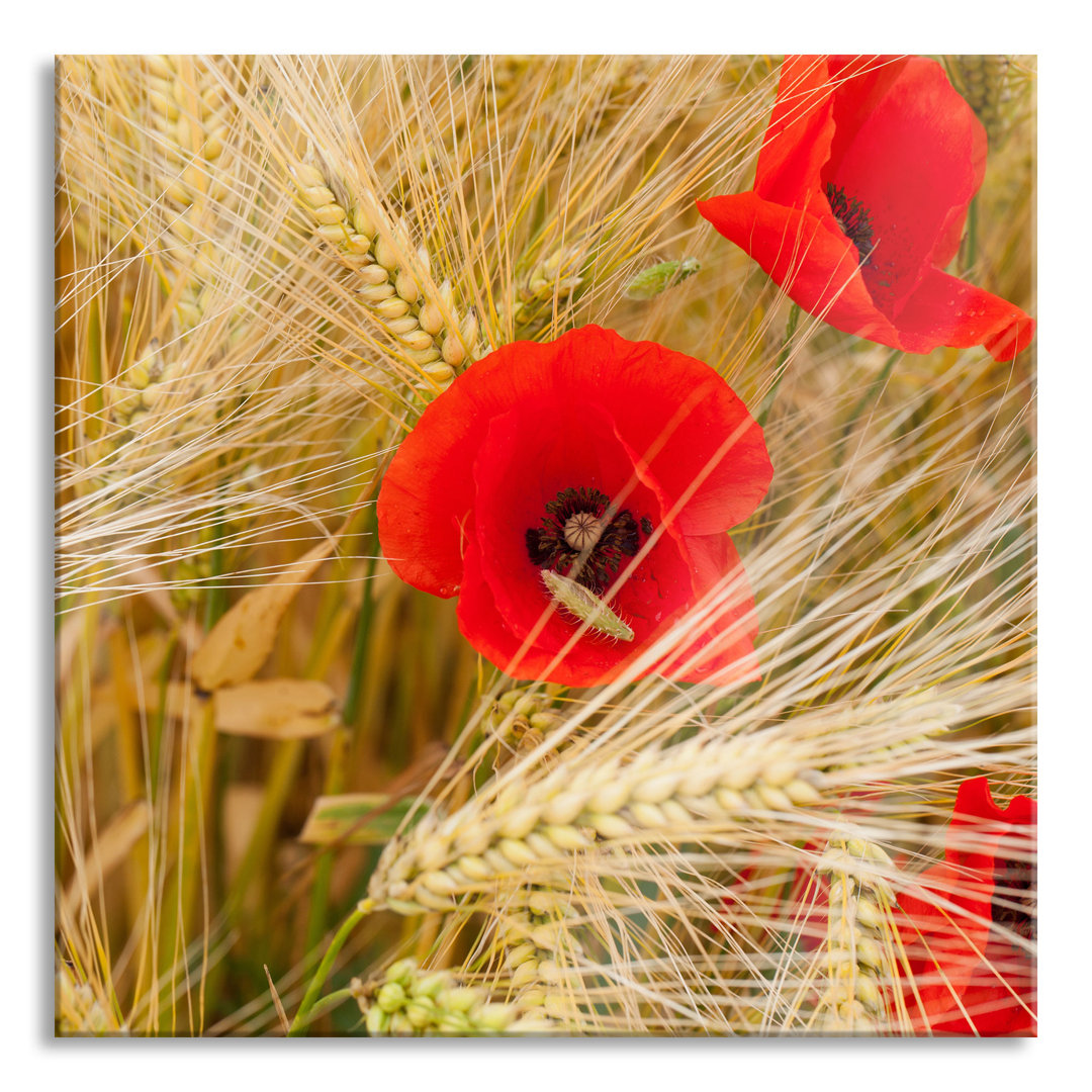 Glasbild Mohnblumen auf dem Maisfeld