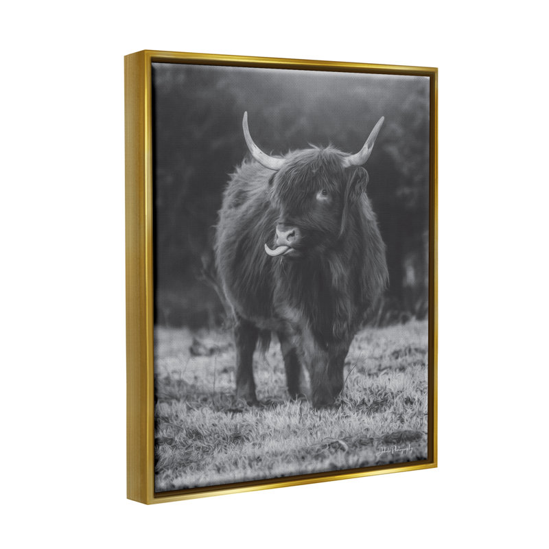 Vache Highland monochrome - photographie, H 21 po x l 17 po x P 1,7 po, Cadre flottant métallique doré
