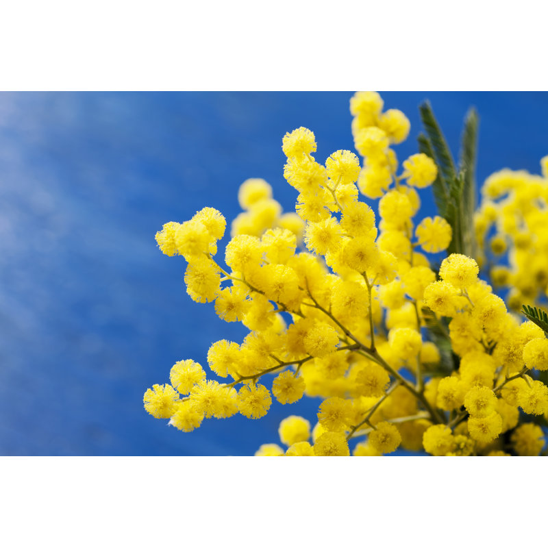 Mimosa by Nschatzi - Wrapped Canvas Print, 30cm H x 46cm W