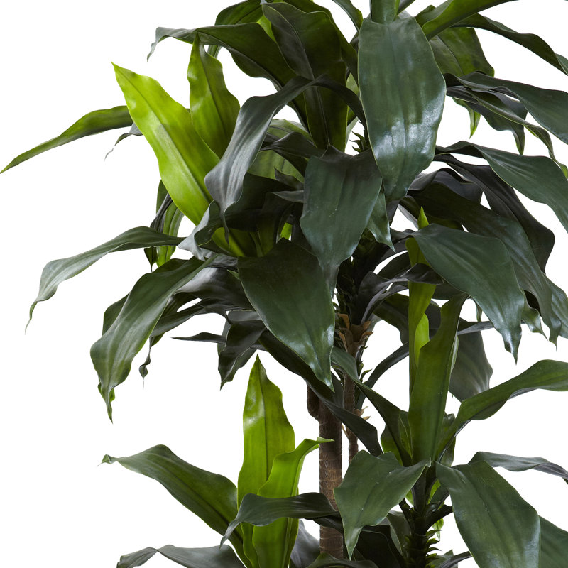 5 pi Dracaena résistant aux rayons UV (intérieur / extérieur)