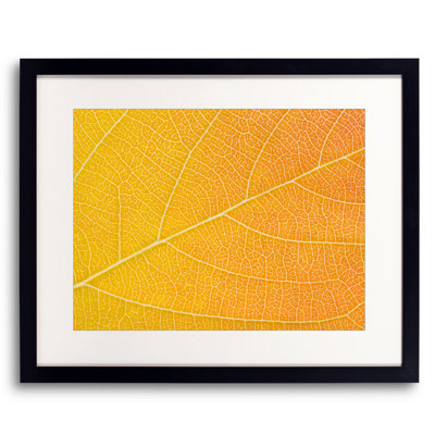 Autumn Leaf by Philippe Monthoux