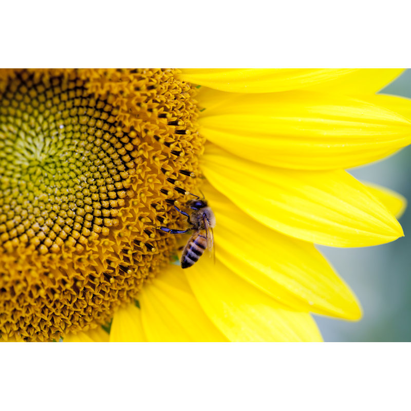 Honey Bee On A Sunflower by JaysonPhotography - Wrapped Canvas Print, 30cm H x 46cm W
