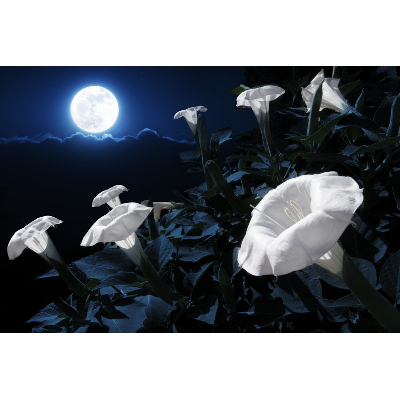 Moonflower Bush Blooms - Wrapped Canvas Print, 81cm H x 122cm W x 3.8cm D