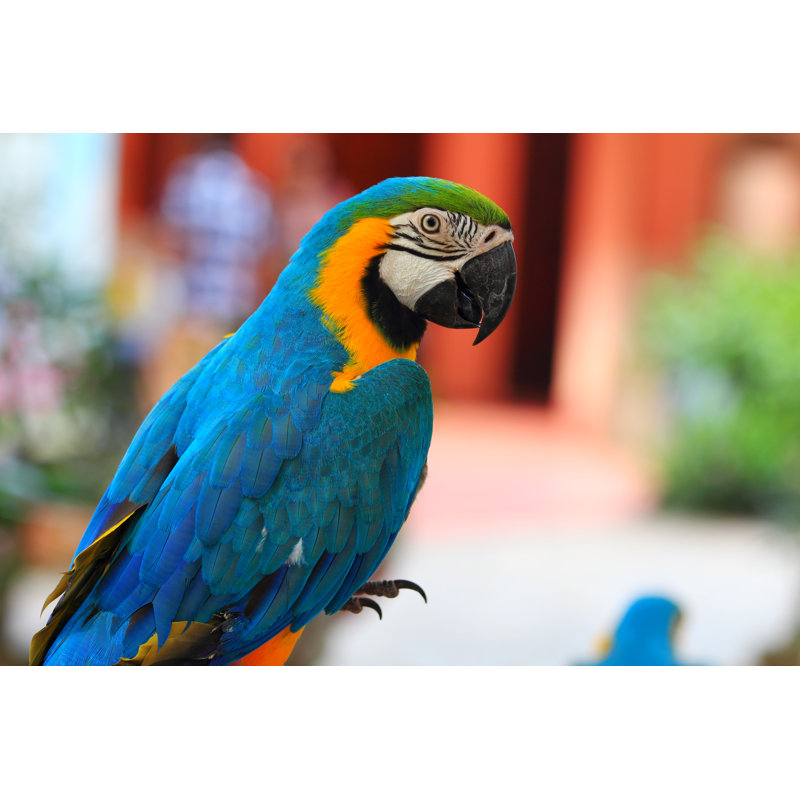 Macaw Parrot With Yellow And Blue Feathers - Wrapped Canvas Print, 30cm H x 46cm W x 3.8cm D