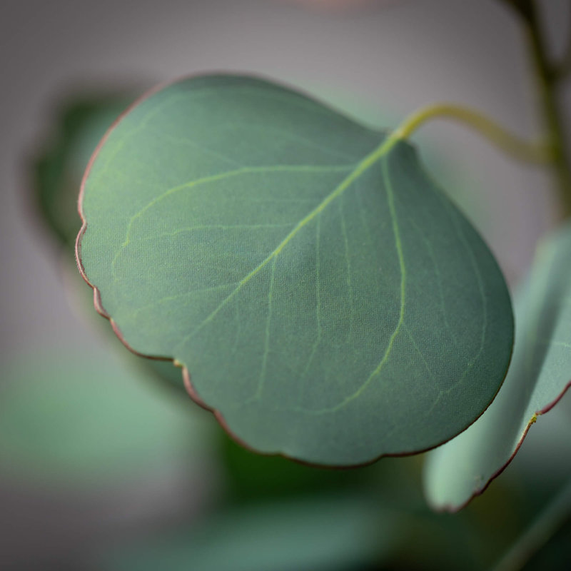 25 po Eucalyptus artificiel argent 25 po