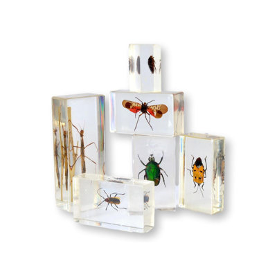 Entomology Busy Science, Specimens
