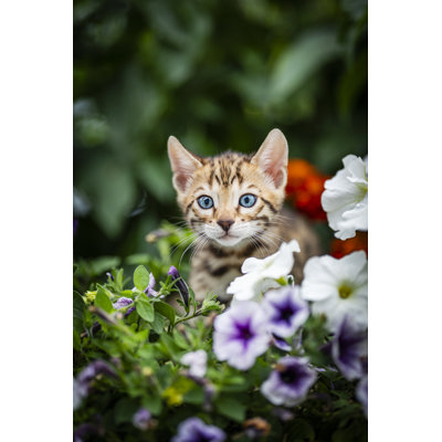 A Cute Kitten by Angela Kotsell - Wrapped Canvas Print