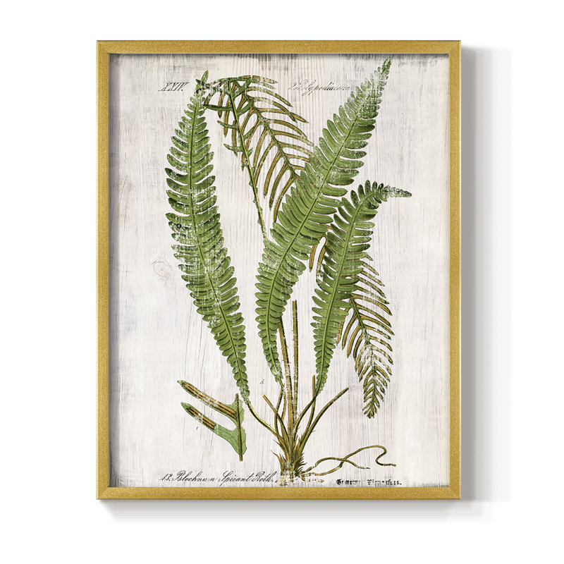 Greenhouse Fern I, reproduction encadrée - bois massif, H 30 po x l 24 po, Doré