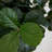 Alviso 120'' Faux Fiddle Leaf Fig Tree in Pot