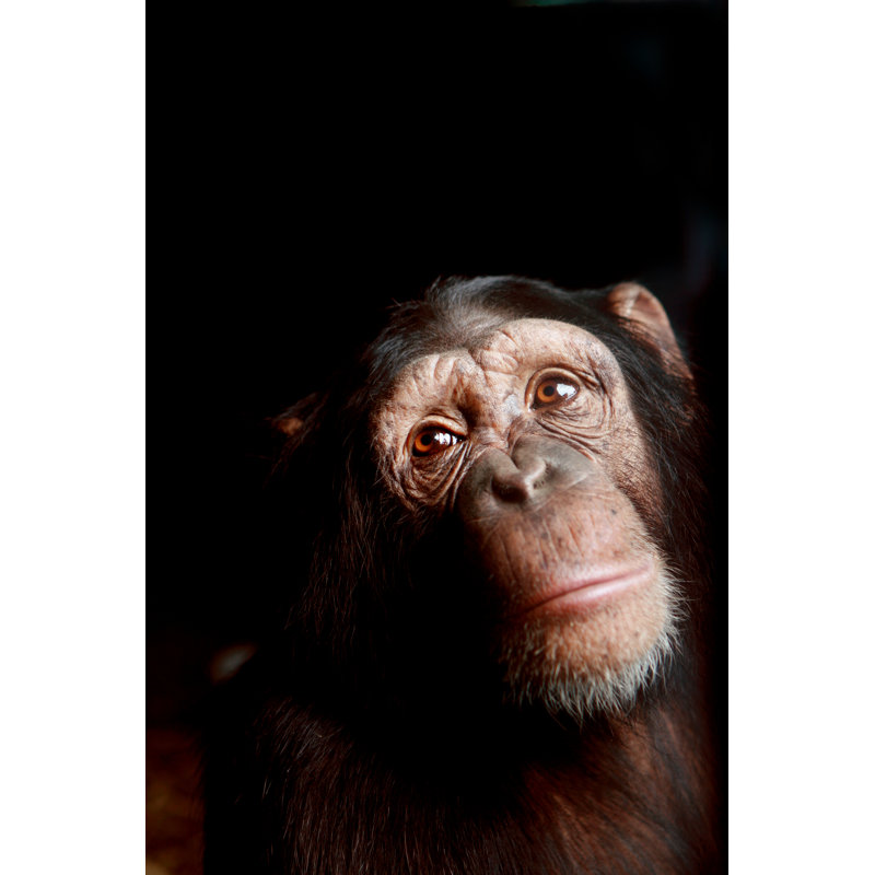 Chimp - Wrapped Canvas Print, 76cm H x 51cm W x 3.8cm D