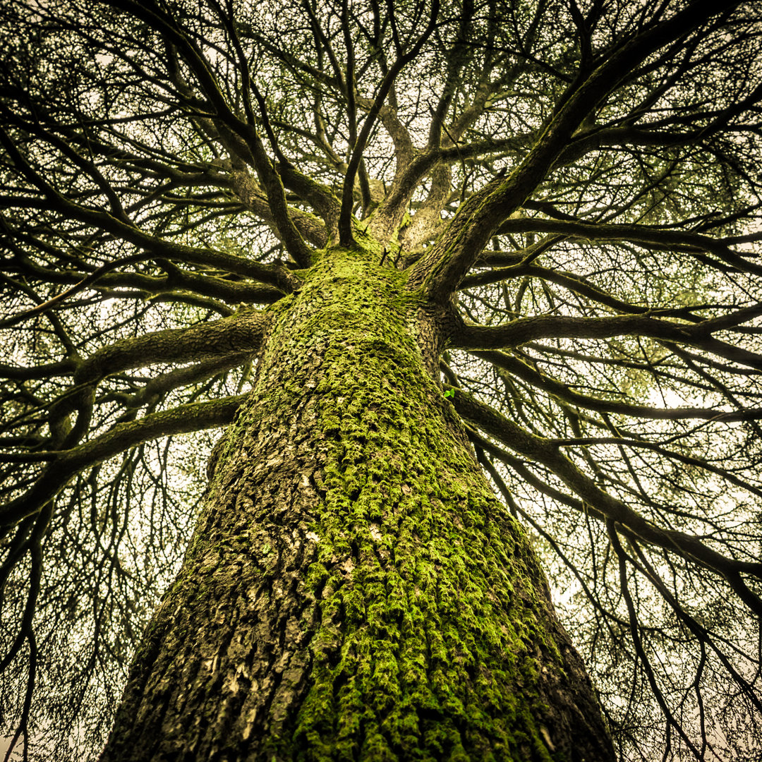 Riesiger kahler Baum von GiorgioMagini - Leinwandbild