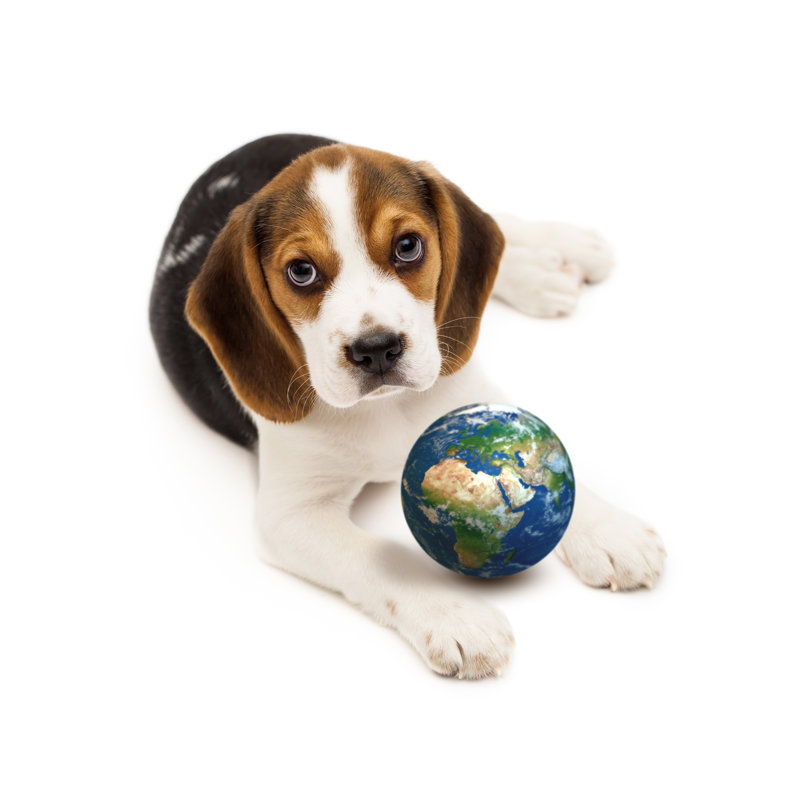 Chiot beagle avec boule de terre isolé sur fond blanc par Sankai, H 12 po x l 12 po