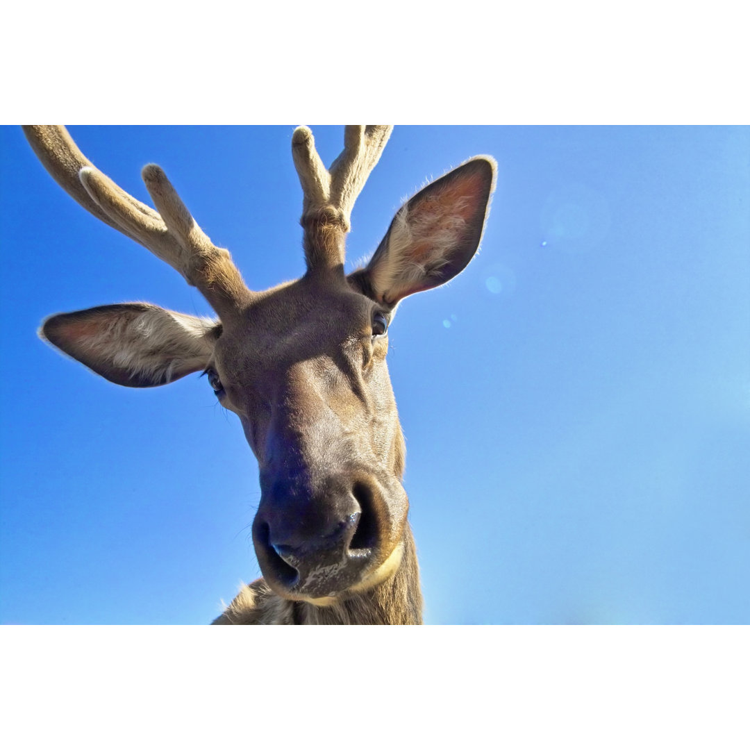 Rudy The Reindeer von Jhorrocks - Druck ohne Rahmen auf Leinwand