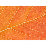 Autumn Leaf Print by Philippe Monthoux