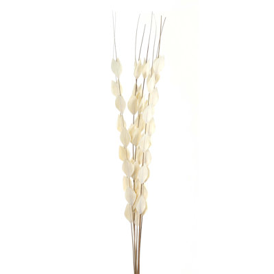 Antioca Arrangement