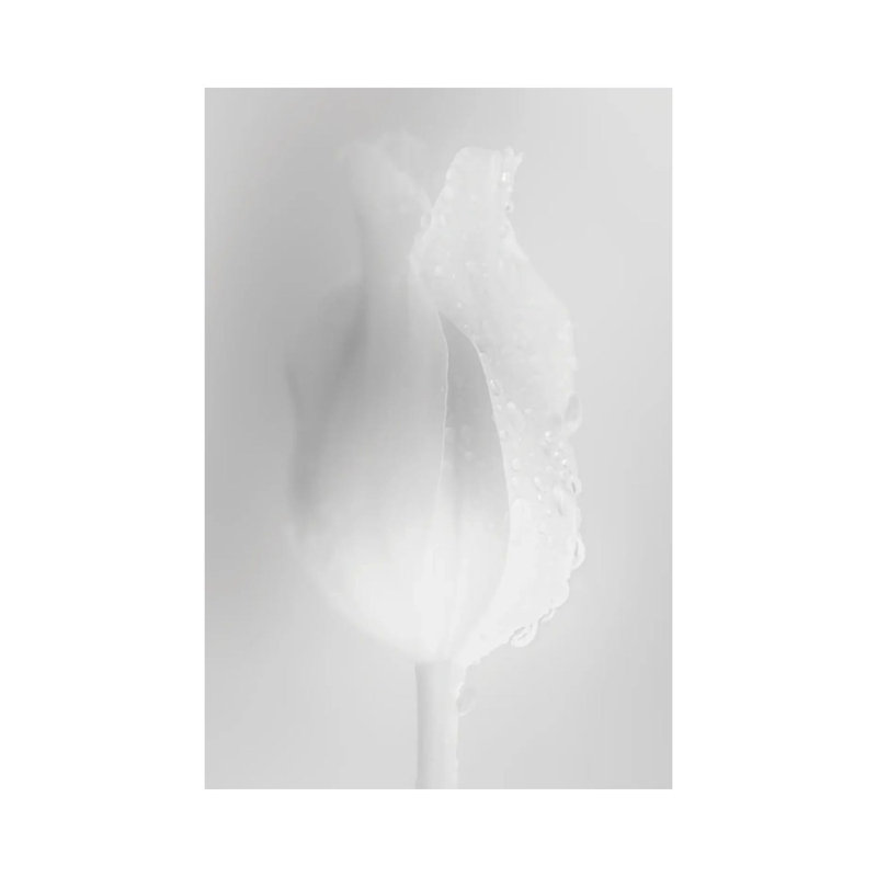 Gently White Tulip by Nik Rave - Wrapped Canvas Gallery-Wrapped Canvas Giclée, 30.48cm H x 20.32cm W