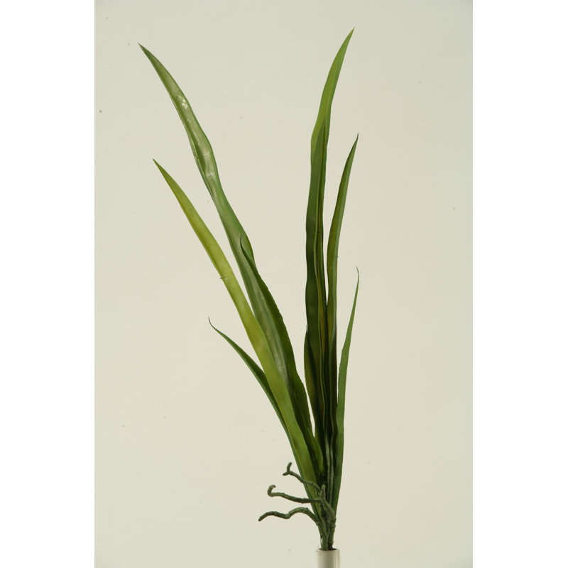 Plante de feuillage orchidée de feuilles