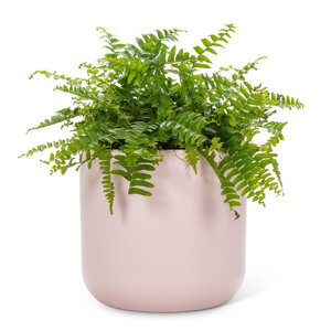 Ceramic Cachepot