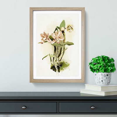 Magnolia Flowers Illustration Tab. 40 by Frederick Sander - Picture Frame Painting Print