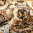 Gret Oriental Indoor Rug-20238776