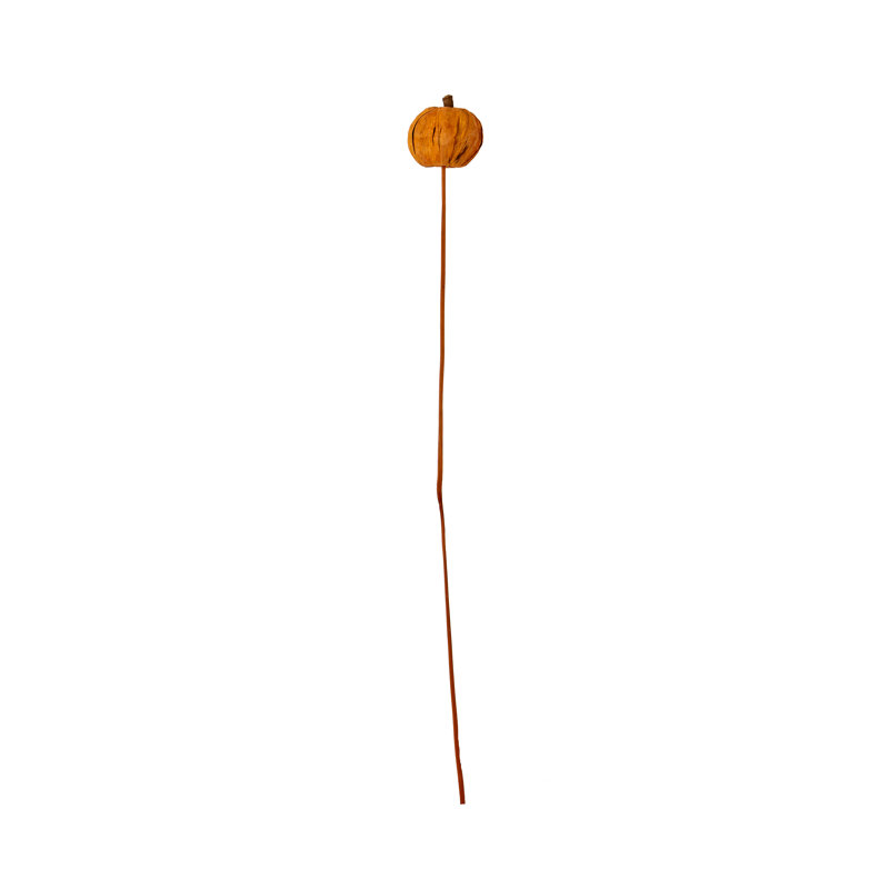 Citrouille Panna orange sur tige