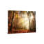 Art mural en verre trempé sans cadre Sunlight in Woods - 40 po x 60 po