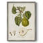 Vintage Pears VI, reproduction encadrée - bois massif-2094107314