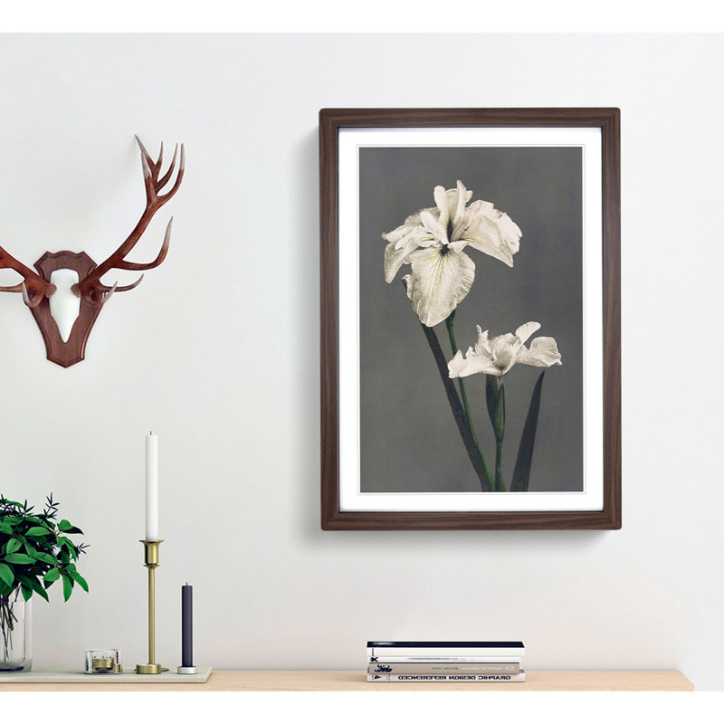 White Iris Flower by Kazumasa Ogawa - Framed Print, Walnut Framed, 48cm H x 36cm W x 2cm D